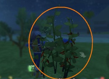 创造与魔法辣椒在哪里