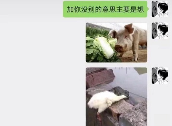 抖音加你没别的意思主要是想老牛吃嫩草图片