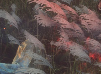 只狼干柿子有什么用？