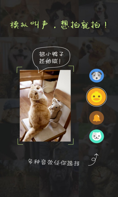 萌宠相机截图