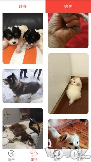 领狗狗