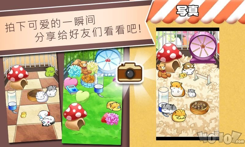 仓鼠的日常生活