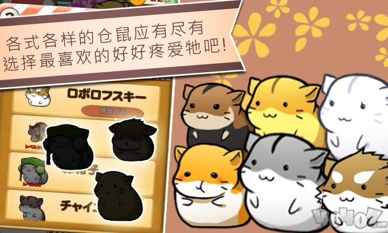 仓鼠的日常生活