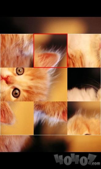 可爱猫咪