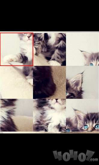 可爱猫咪