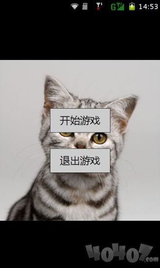 可爱猫咪
