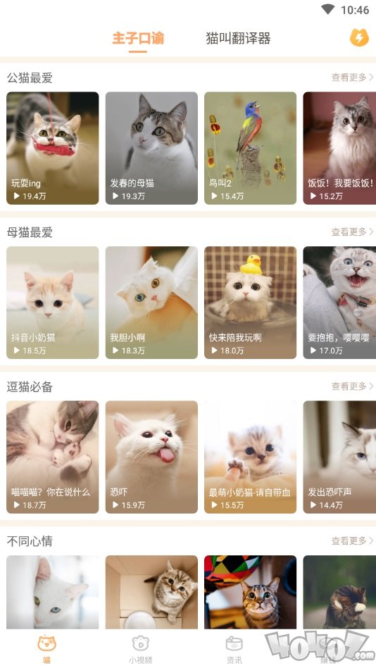 逗猫咪