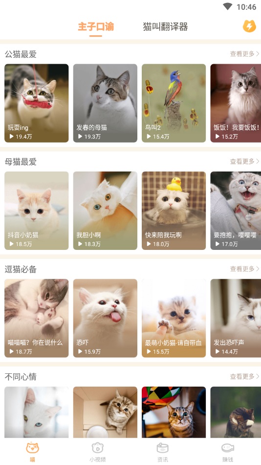 逗猫咪截图