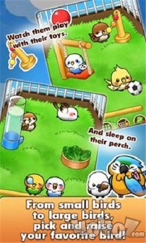 鸟类生活