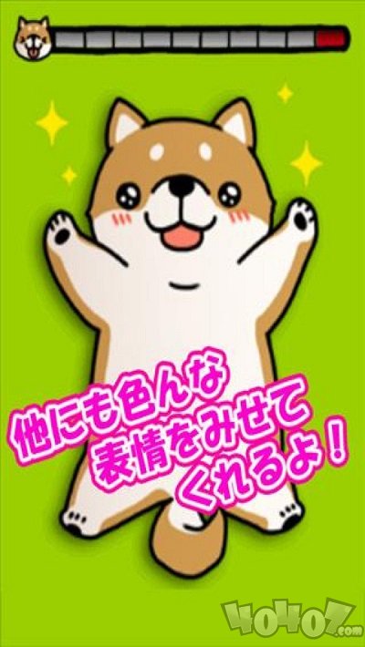治愈萌柴犬
