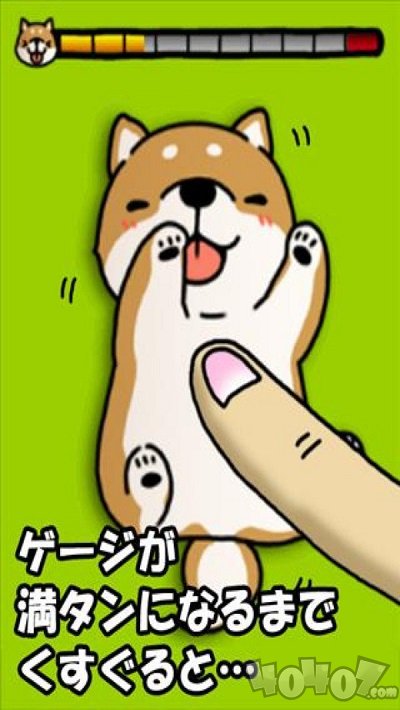 治愈萌柴犬