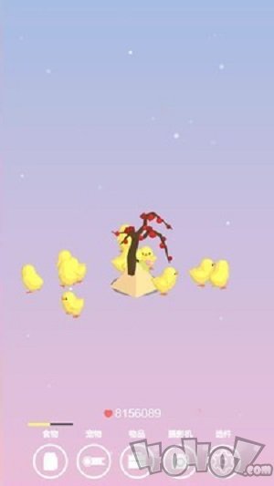 小鸡生活