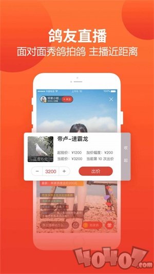 赛鸽头条