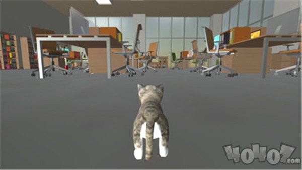 办公室的猫咪