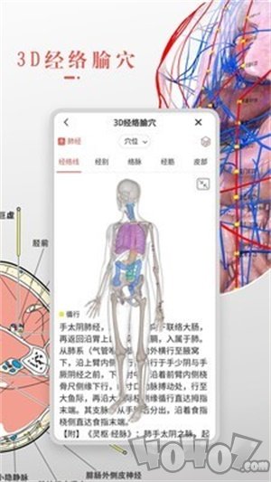 3Dbody解剖