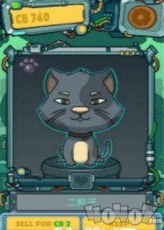 养猫实验