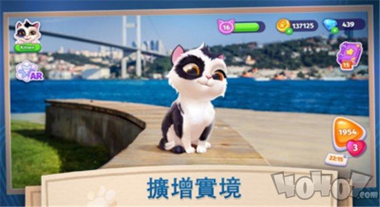 我的可爱猫咪