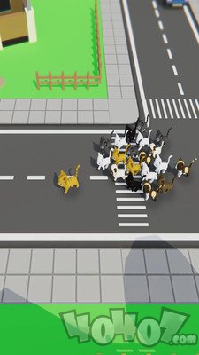 寻找猫咪