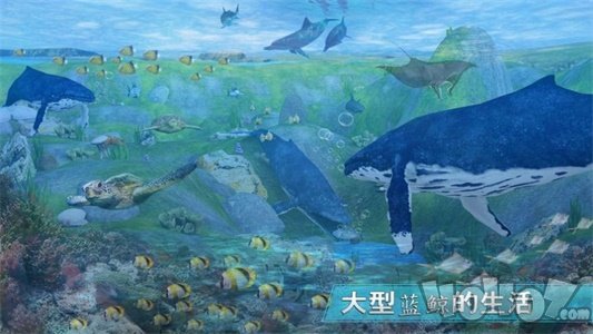 全民养鲸鱼最新版