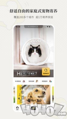 小狗在家宠物狗猫