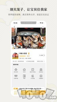 小狗在家宠物狗猫