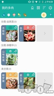 多肉成长记
