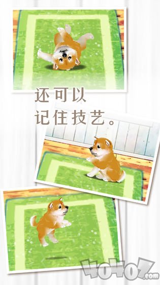 养育柴犬的治愈