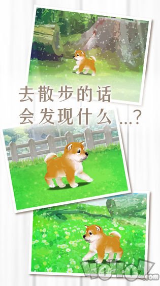 养育柴犬的治愈