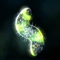细胞进化最新版