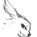 漫画兔