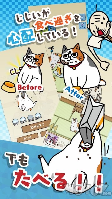 为饥饿的猫寻找饲料