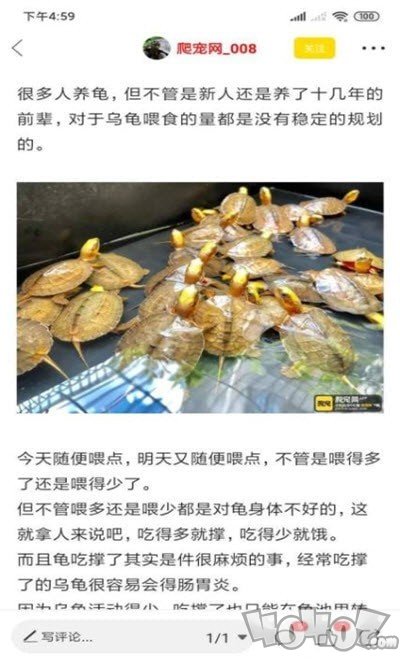 萌宠来了