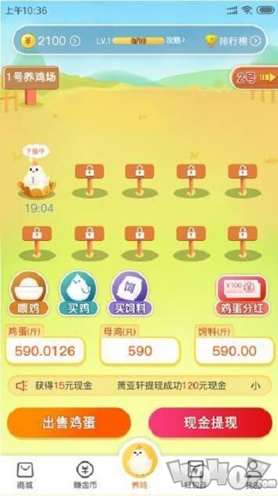 小淘鸡