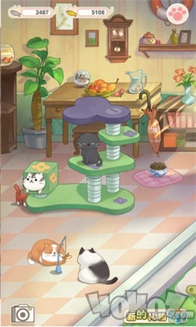 猫宅日记