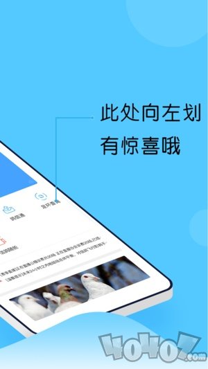 中鸽网