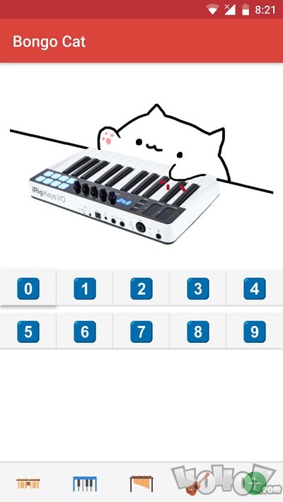 邦戈猫