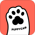 puppycam