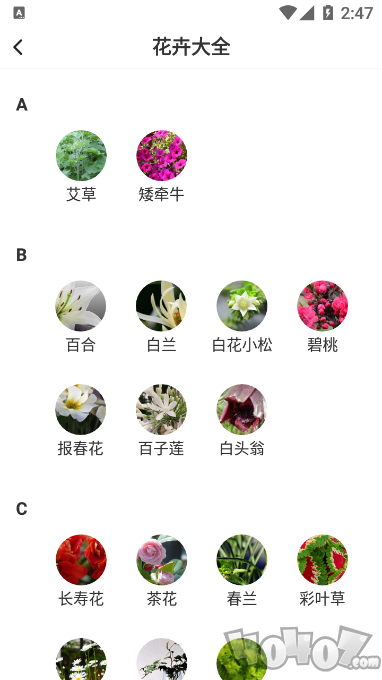 即有花