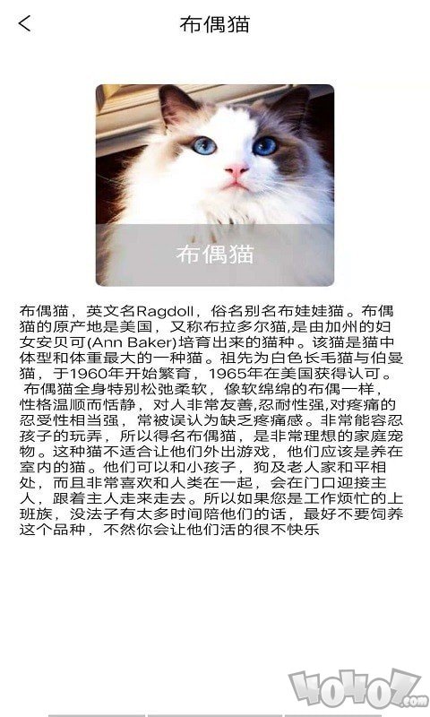 贝贝宠物百科