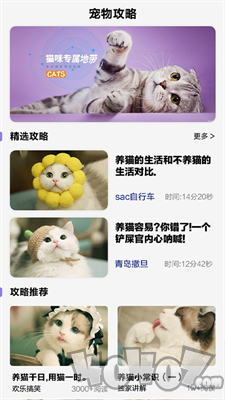 可爱喵喵壁纸大全