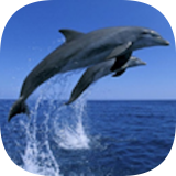 海洋生物大全