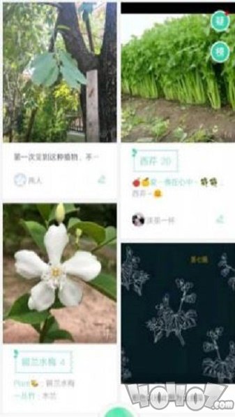 花草识别