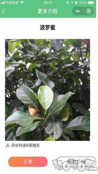 花草识别