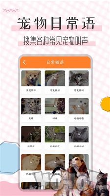 猫语翻译宝app