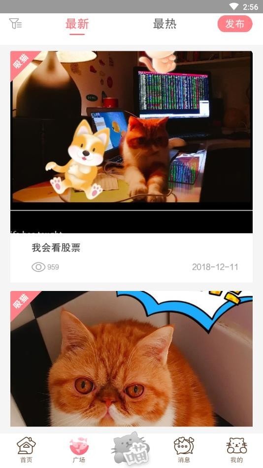 猫咪汇