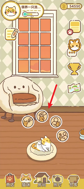 领养一只流浪猫