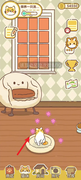 领养一只流浪猫