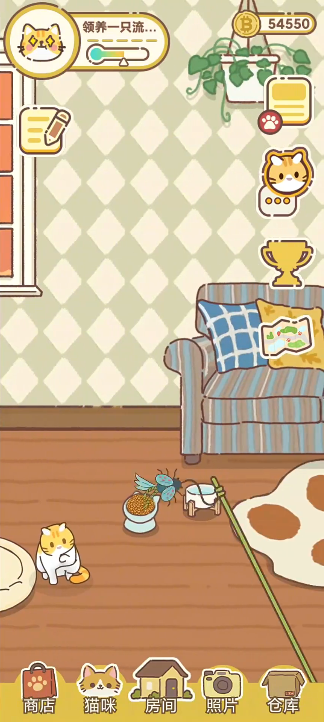 领养一只流浪猫